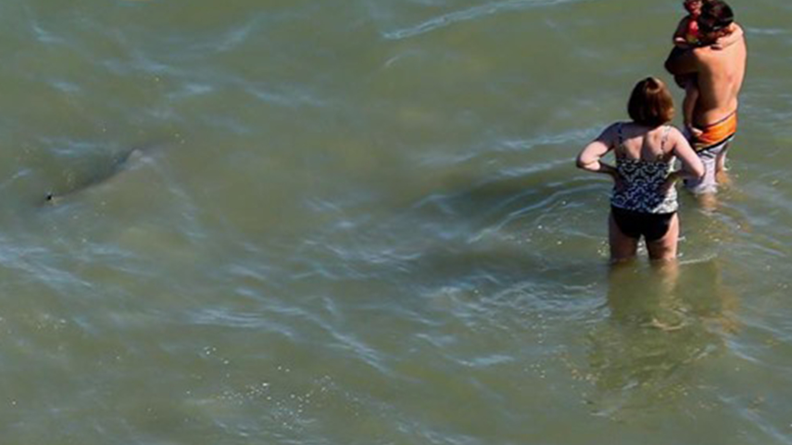 Israeli Beach: Years Of Shark Sightings Culminate In Tragedy Israeli Beach: Years Of Shark Sightings Culminate In Tragedy